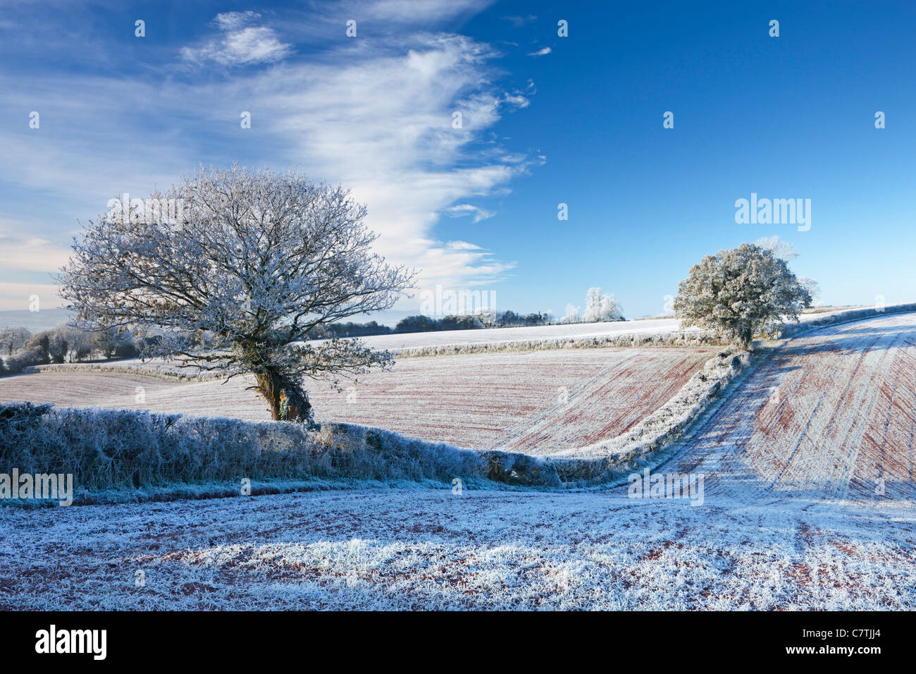 Hoar Milchglas Ackerland und Bäume in der Winterzeit, Bogen, Mid Devon, England. Winter (Dezember) 2010. Stockfoto