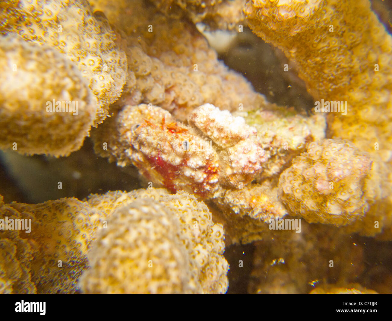 Xanthid Krabbe, fand eine andere Spezies Leben in harten Korallen Stockfoto