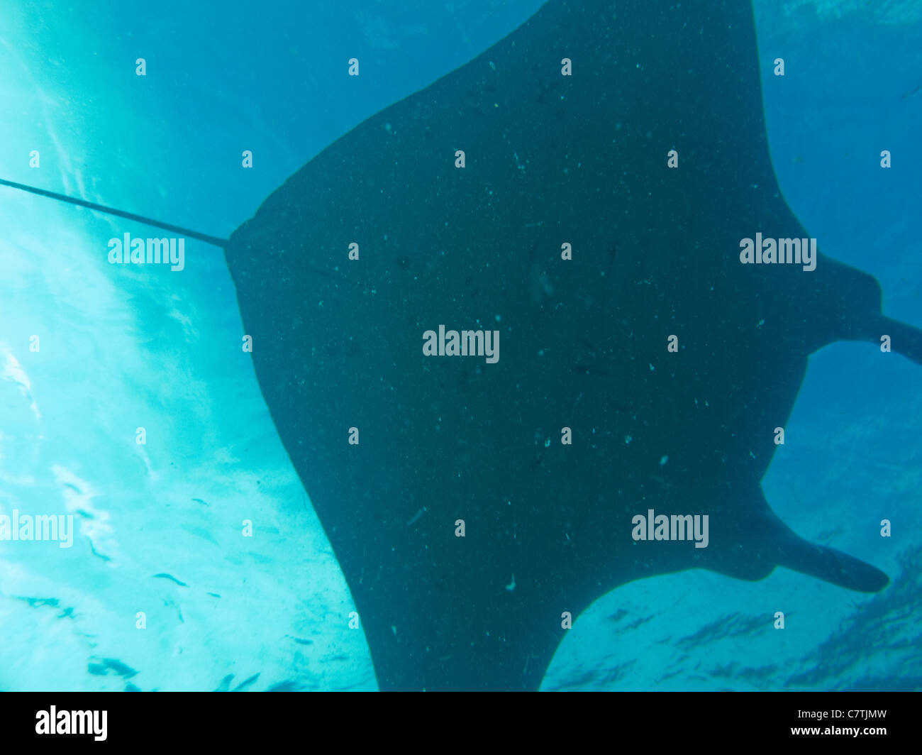 Mantarochen schwimmen vorbei oben wie ein UFO, Malediven Stockfoto