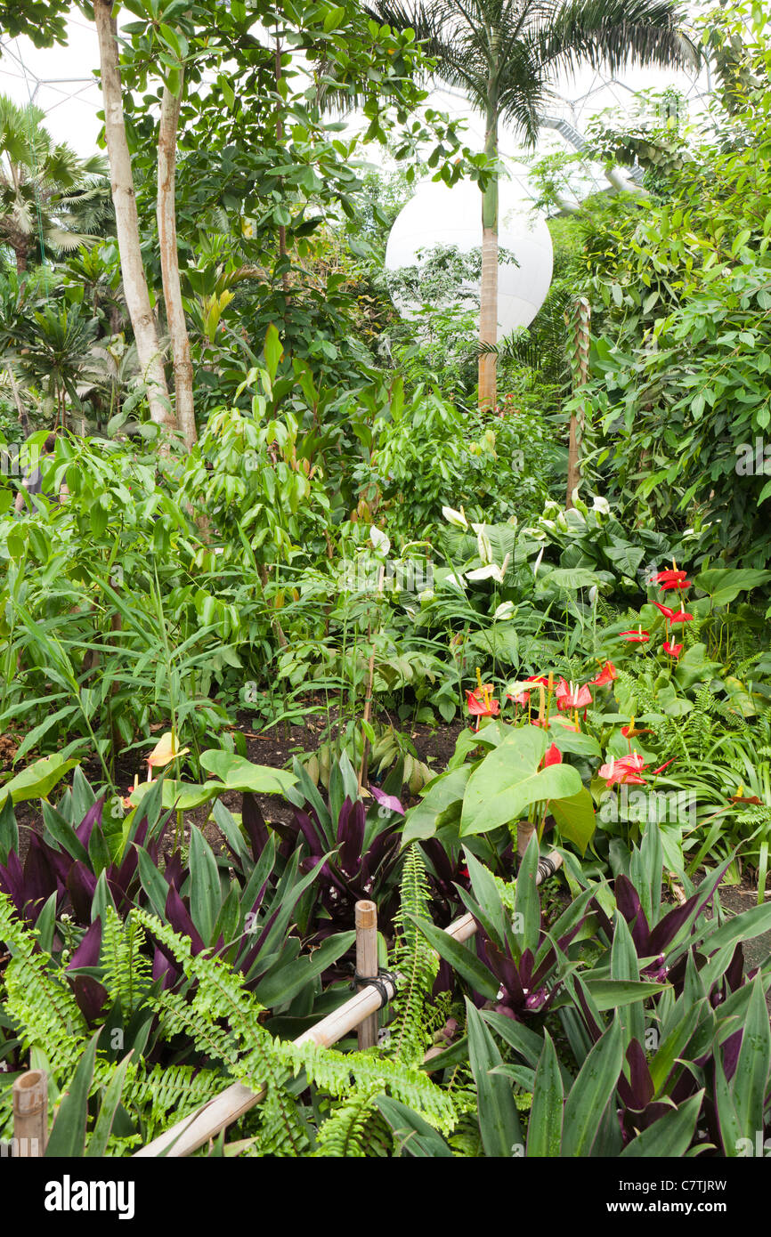 Im Inneren der tropische Biodome in das Eden Projekt, Bodelva, St Austell, Cornwall Stockfoto