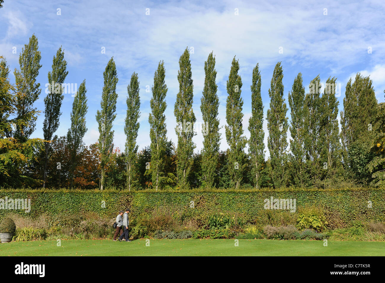 Reihe von Pappel Bäume England Uk Stockfoto