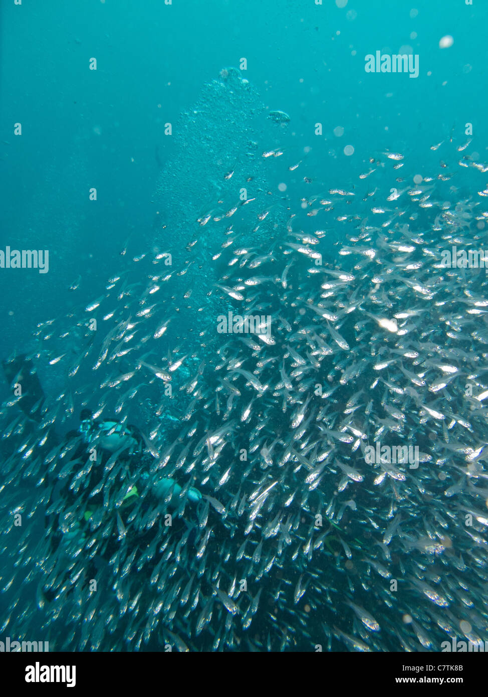 Schule der kleinen Fischchen, die Gestaltung der verschiedener Forms unter Wasser Stockfoto