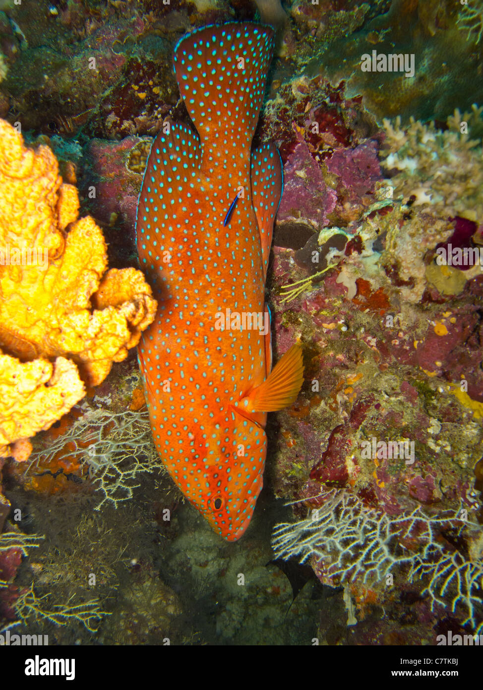 Koralle Rockcod, eine bunte Zackenbarsch im Korallenriff Stockfoto