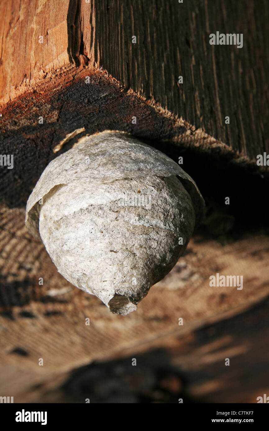 Papier Wespennest Stockfotos Und Bilder Kaufen Alamy