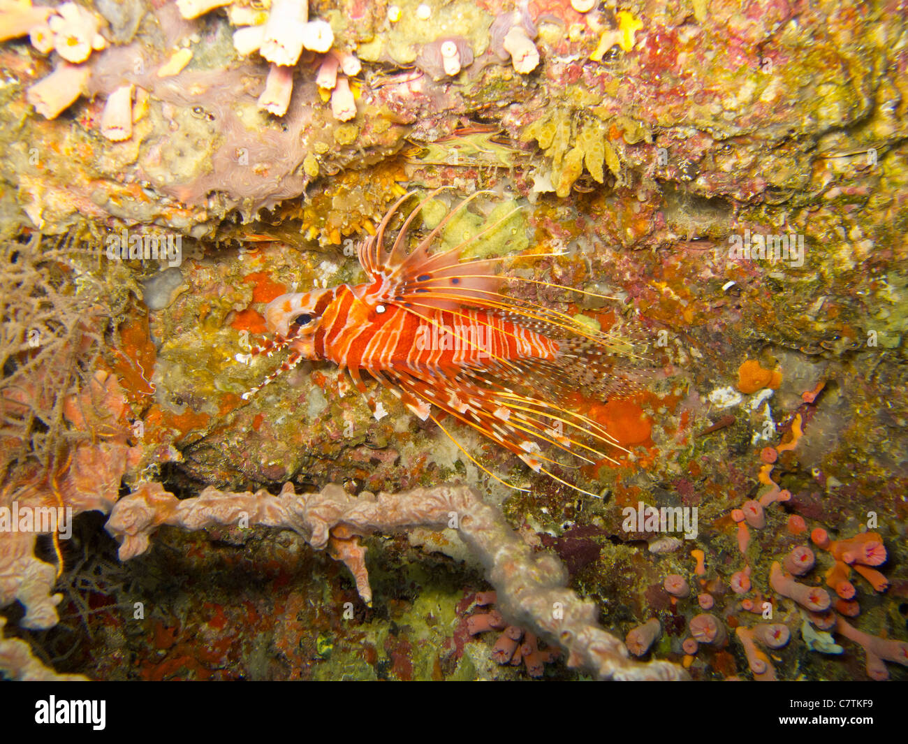 Spotfin Lionfish, anderen bunten aber giftige Kreatur. Stockfoto