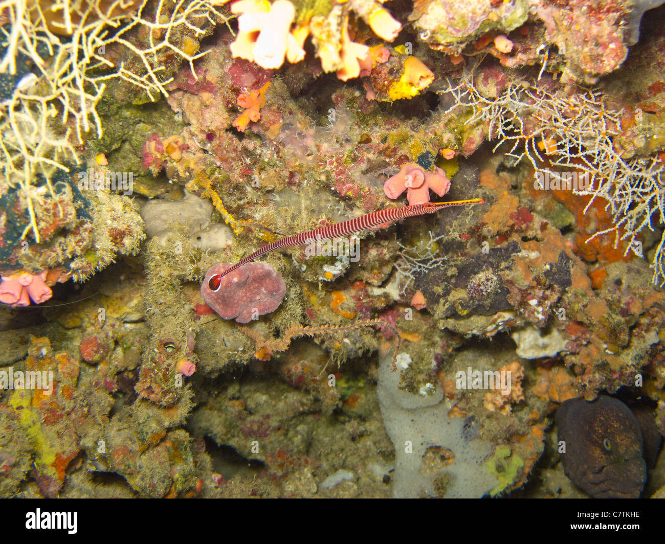 N-banded Seenadeln, in der Regel in Unterwasser Löcher und Spalten ausblenden Stockfoto