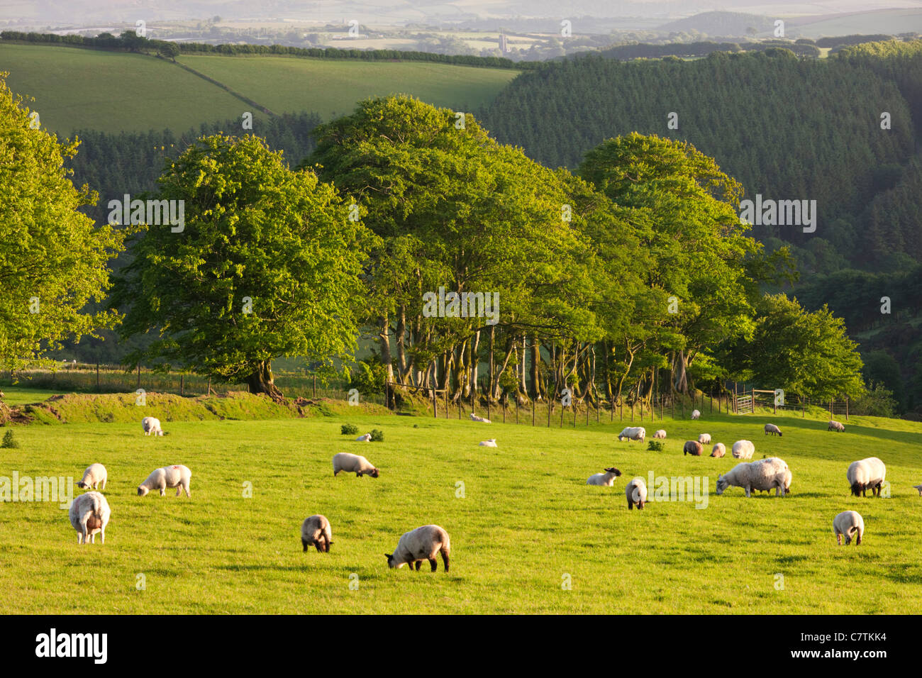 Schafe weiden auf landwirtschaftlichen Flächen in Exmoor, Somerset Stockfoto
