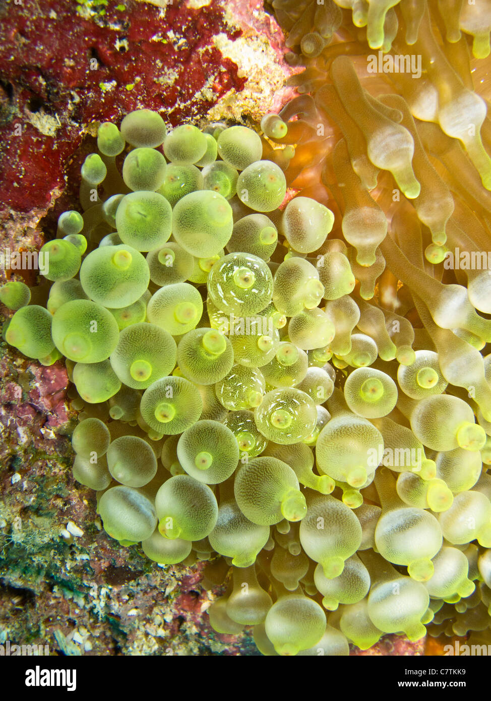 Birne-Tentakel Anemone, Haus von mehreren marinen Arten. Stockfoto