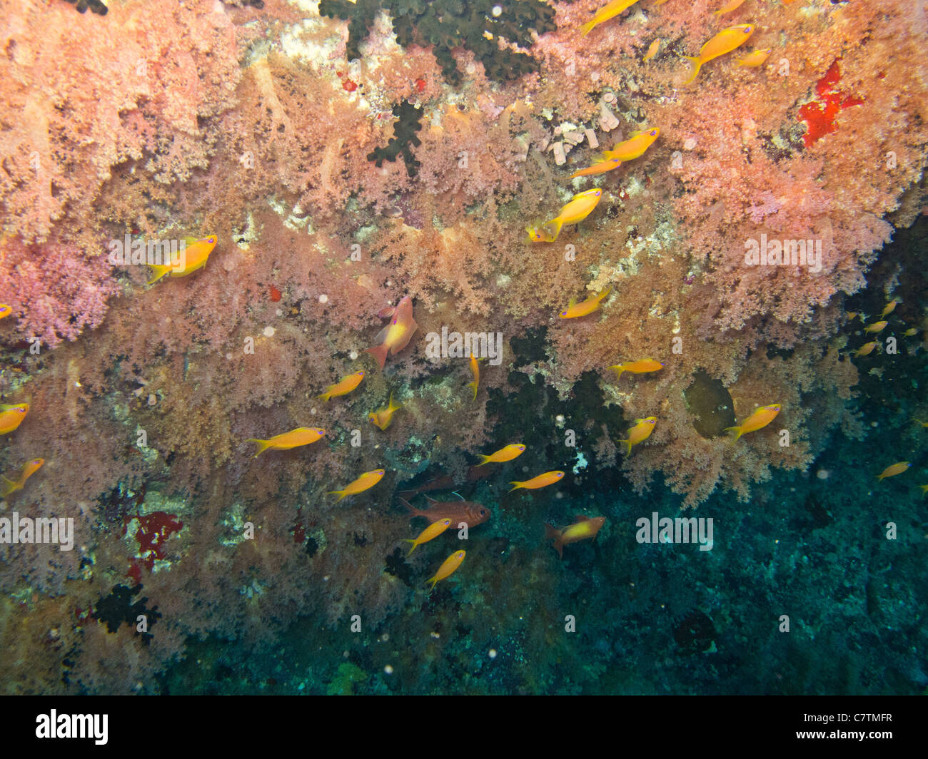 Reiche und bunte Korallenriffe unter dem Meer der Malediven Stockfoto