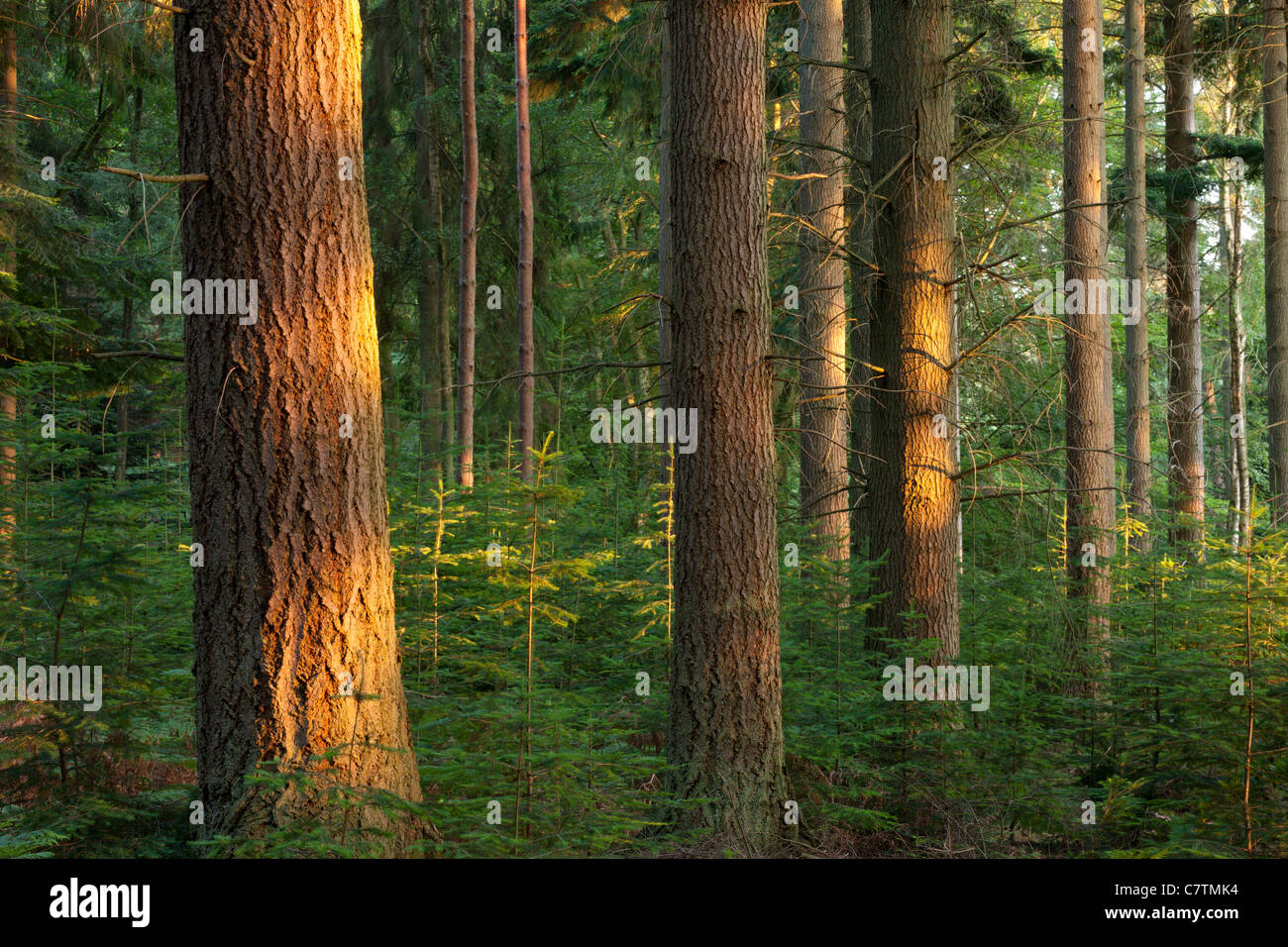 Kiefern mit Abend Sonnenlicht, Rhinefield Zierpflanze Drive, New Forest, Hampshire, England. Sommer (Juli) 2011. Stockfoto