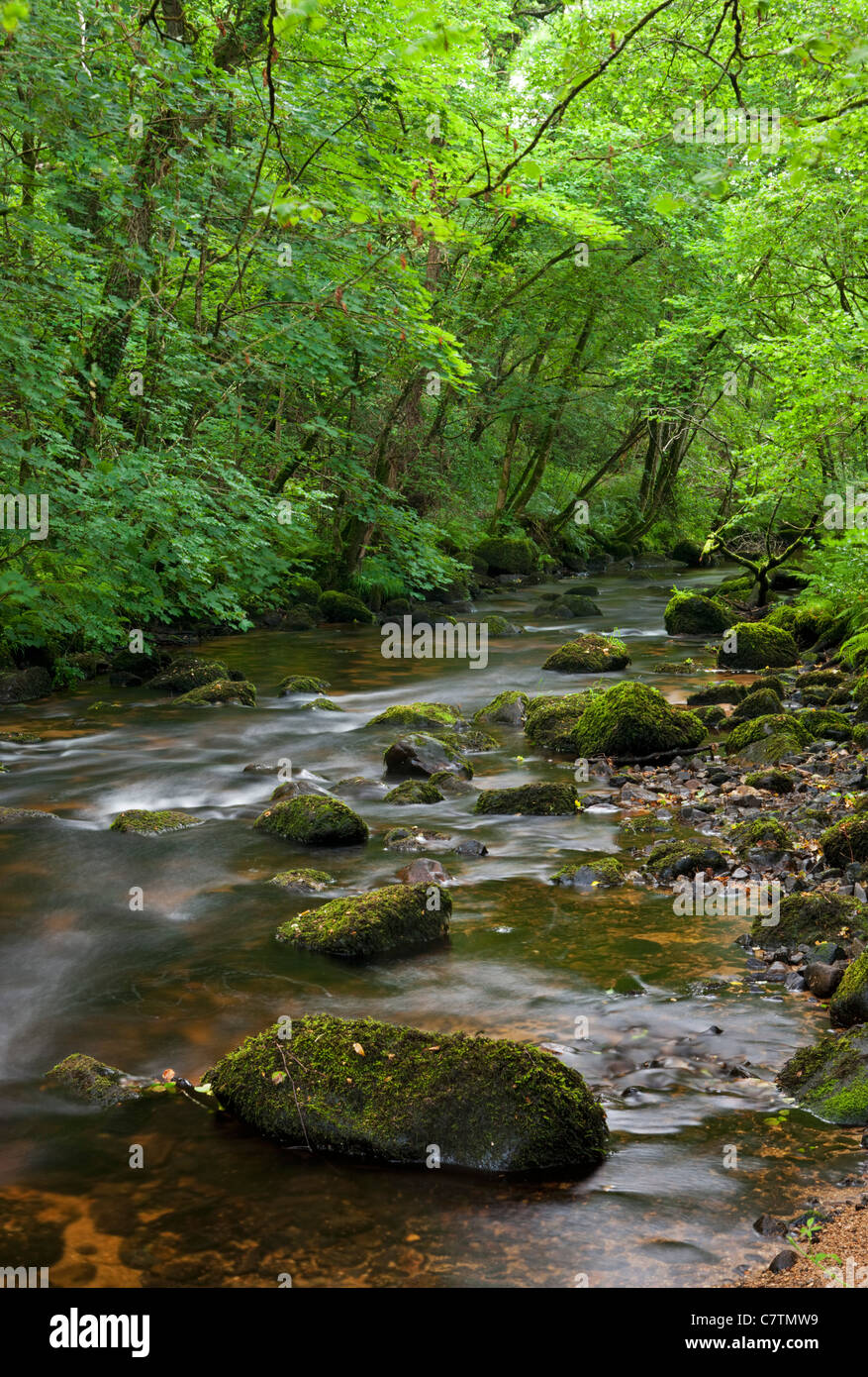 Fluss Bovey durch Lustleigh Cleave, Dartmoor, Devon, England. Sommer (Juli) 2011. Stockfoto