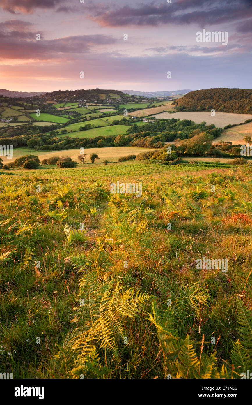 Dorset Hügellandschaft betrachtet von Golden Cap, Dorset, England. Sommer (Juli) 2011. Stockfoto