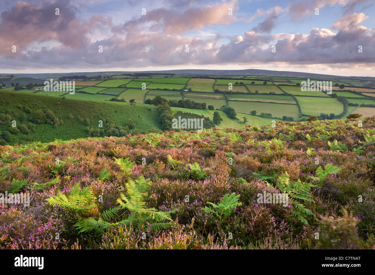 Heather und Adlerfarn auf Winsford Hill, Exmoor, Somerset, England. Sommer (August) 2011. Stockfoto