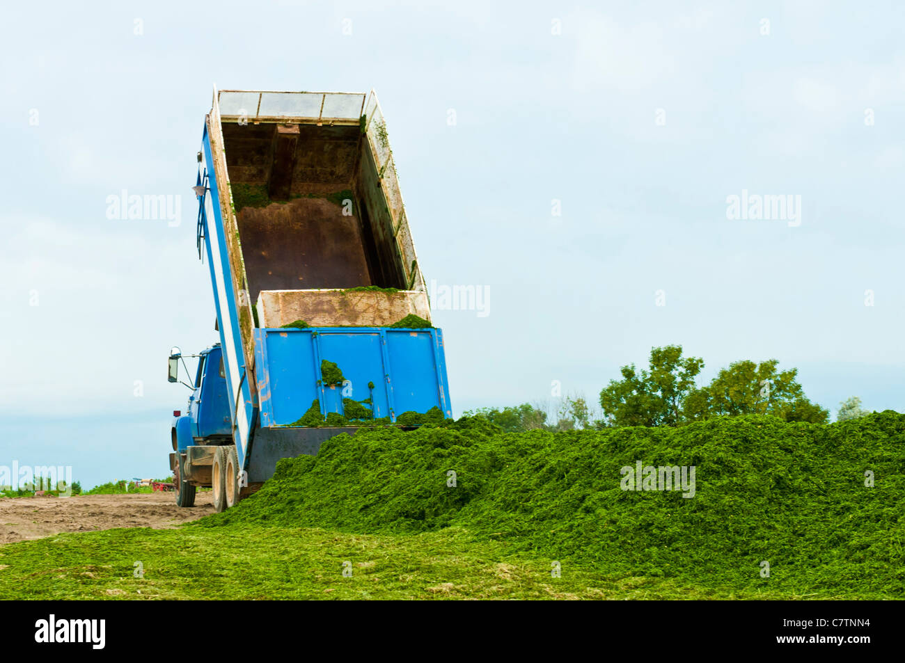 Luzerne Silage wird aus einem LKW auf einer Farm in South Dakota entfernt. Stockfoto