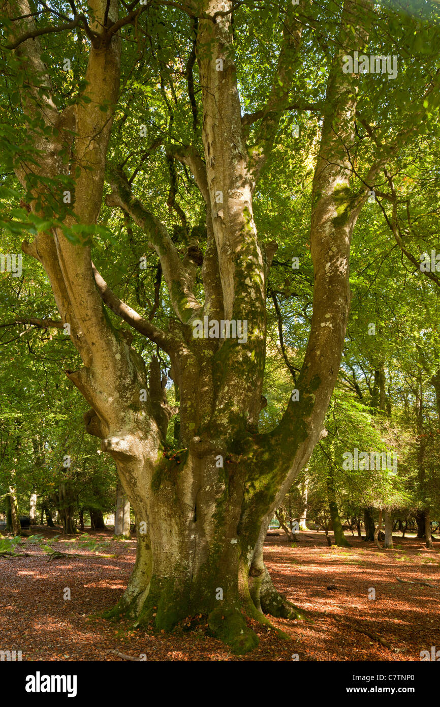 Alte Buche Pollard in Knightwood Einzäunung, New Forest National Park, Hants. Stockfoto