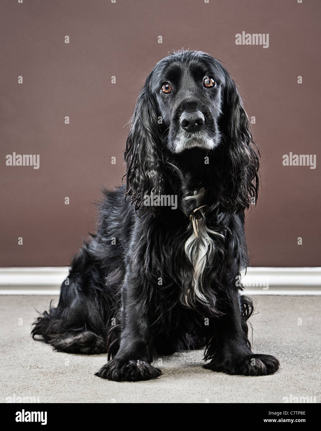 Englischer Cocker Spaniel in Wohnraum Stockfoto