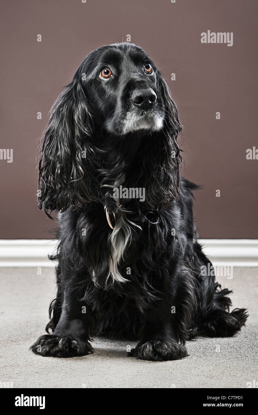 Englischer Cocker Spaniel in Wohnraum Stockfoto