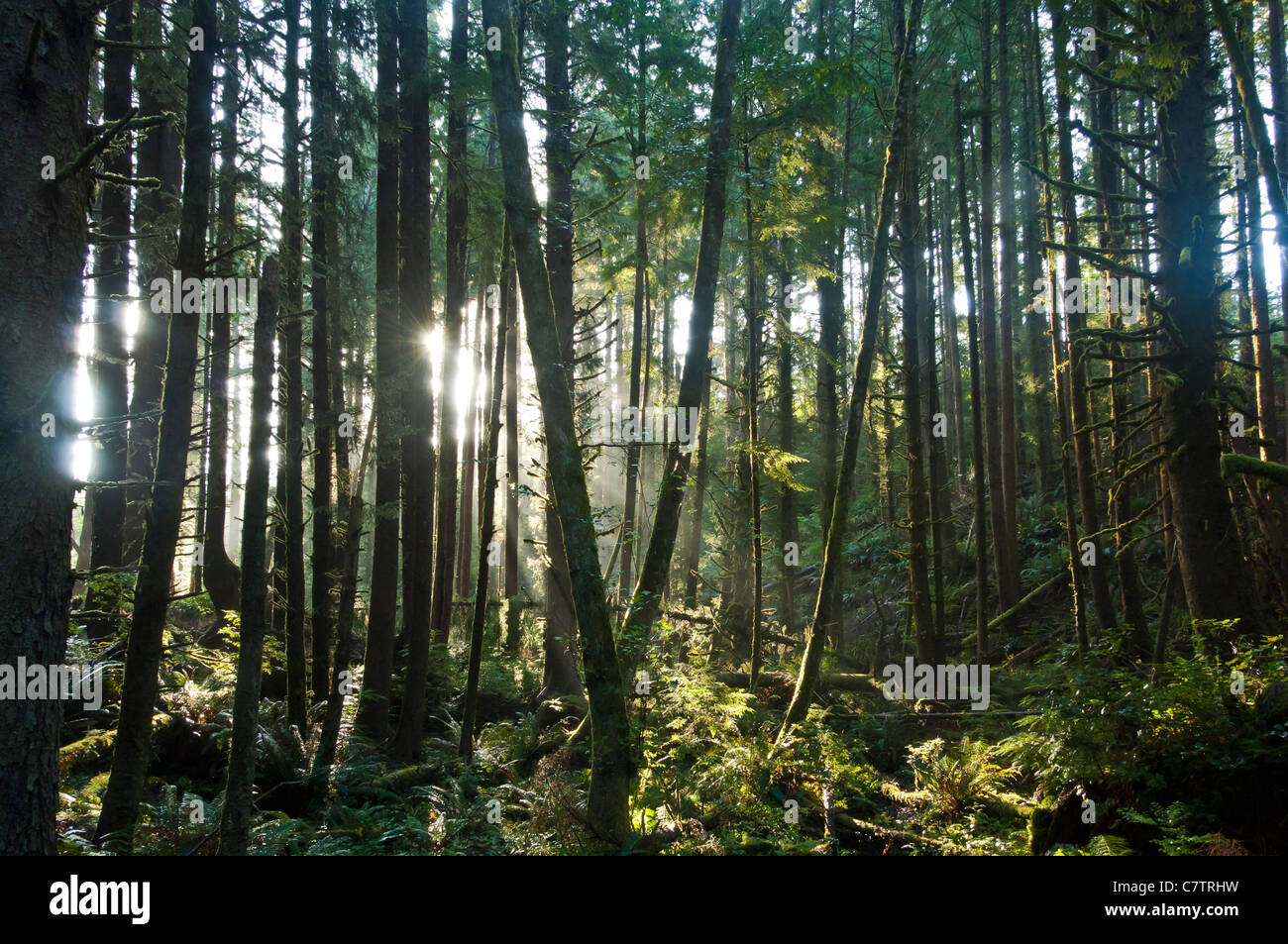 Ecola State Park hat sowohl eine Fülle an wunderschönen Stränden und ist reich an Geschichte. Oregon. USA amerikanische Westküste. Stockfoto