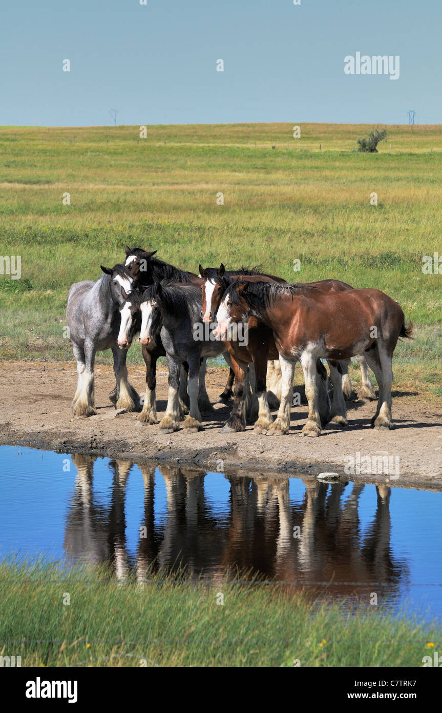 A von Pferden entlang eines kleinen Flusses in der kanadischen Prärie Saskatchewan Kanada gehört. Stockfoto