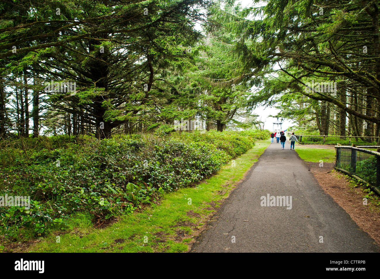 Cape Lookout befindet sich auf einem Sand Spucke zwischen Netarts Bucht und das Meer. Oregon. Stockfoto