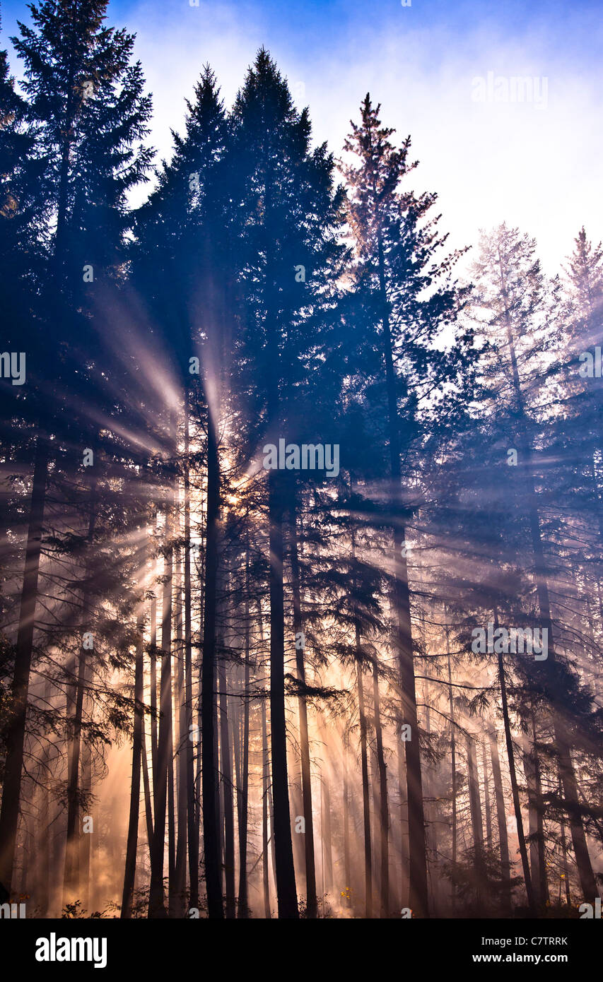 Am frühen Morgennebel in diesem Oregon Wald im Herbst. Nebelwald, auch genannt einen Nebel Wald. Stockfoto