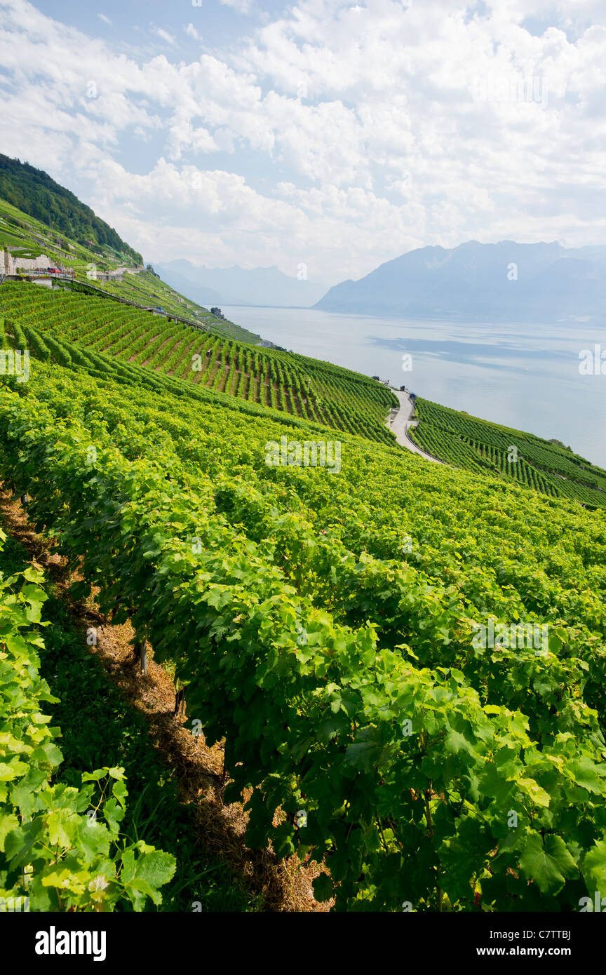 Die Waadtländer Schweizer Wein Anbaugebiet. Lavaux Weinbergterrassen Stockfoto