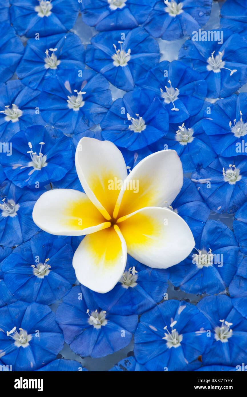 Abholung Frangipani Blume und Skyblau cluster Weinstock Blumen auf dem Wasser schwimmend Stockfoto