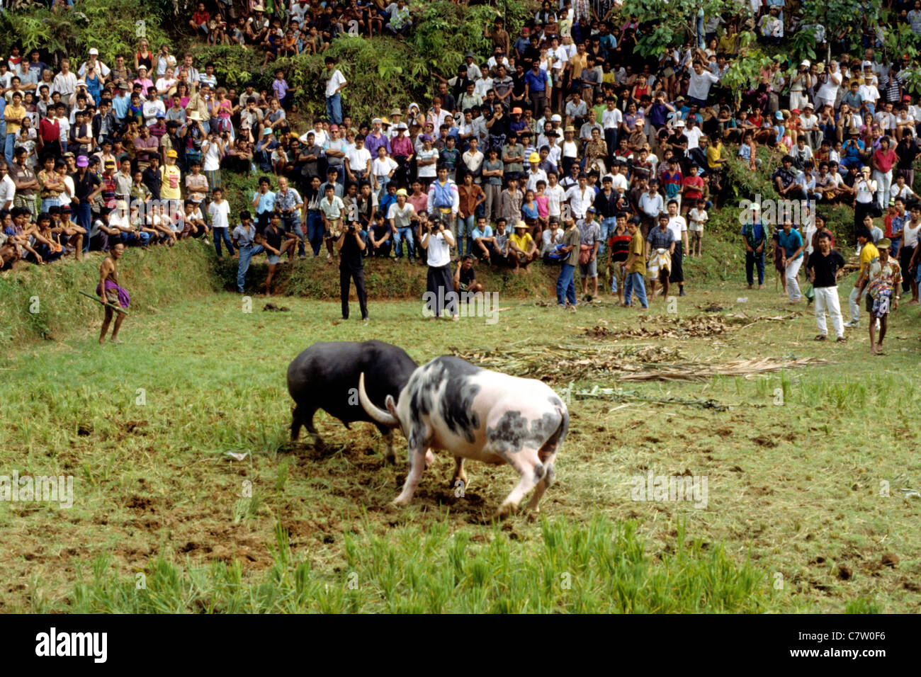 Indonesien, Sulawesi, Toraja. Büffel kämpfen Stockfoto