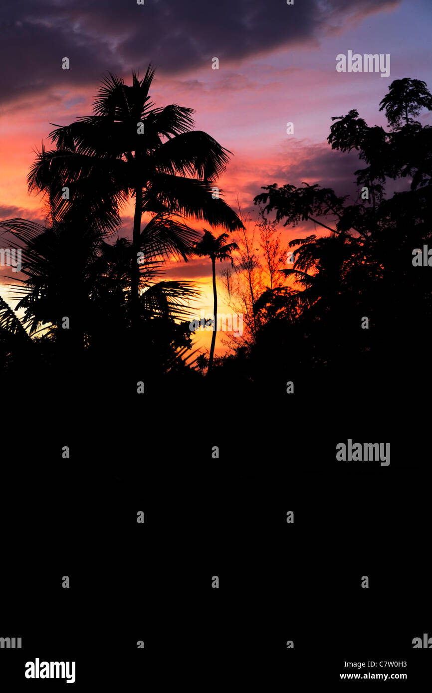 Sonnenuntergang Silhouette von Kokosnusspalmen und Plantage aus der grünen Lagune Kerala Indien, vertikale Portrait mit textfreiraum und Stockfoto