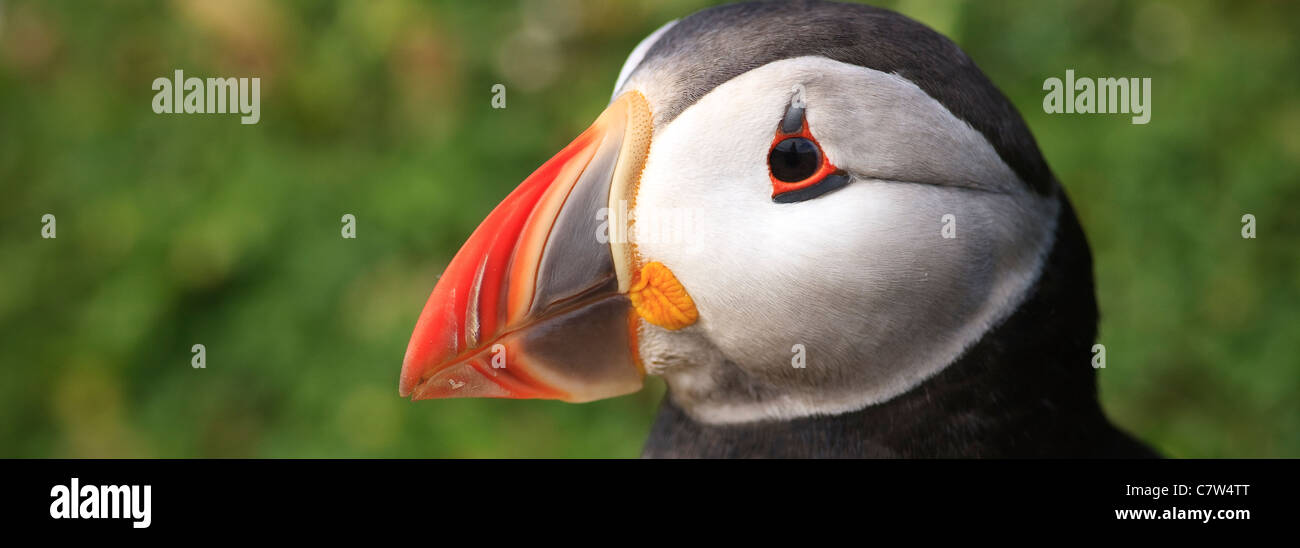 Papageitaucher auf Skomer Pembrokeshire Wales Stockfoto