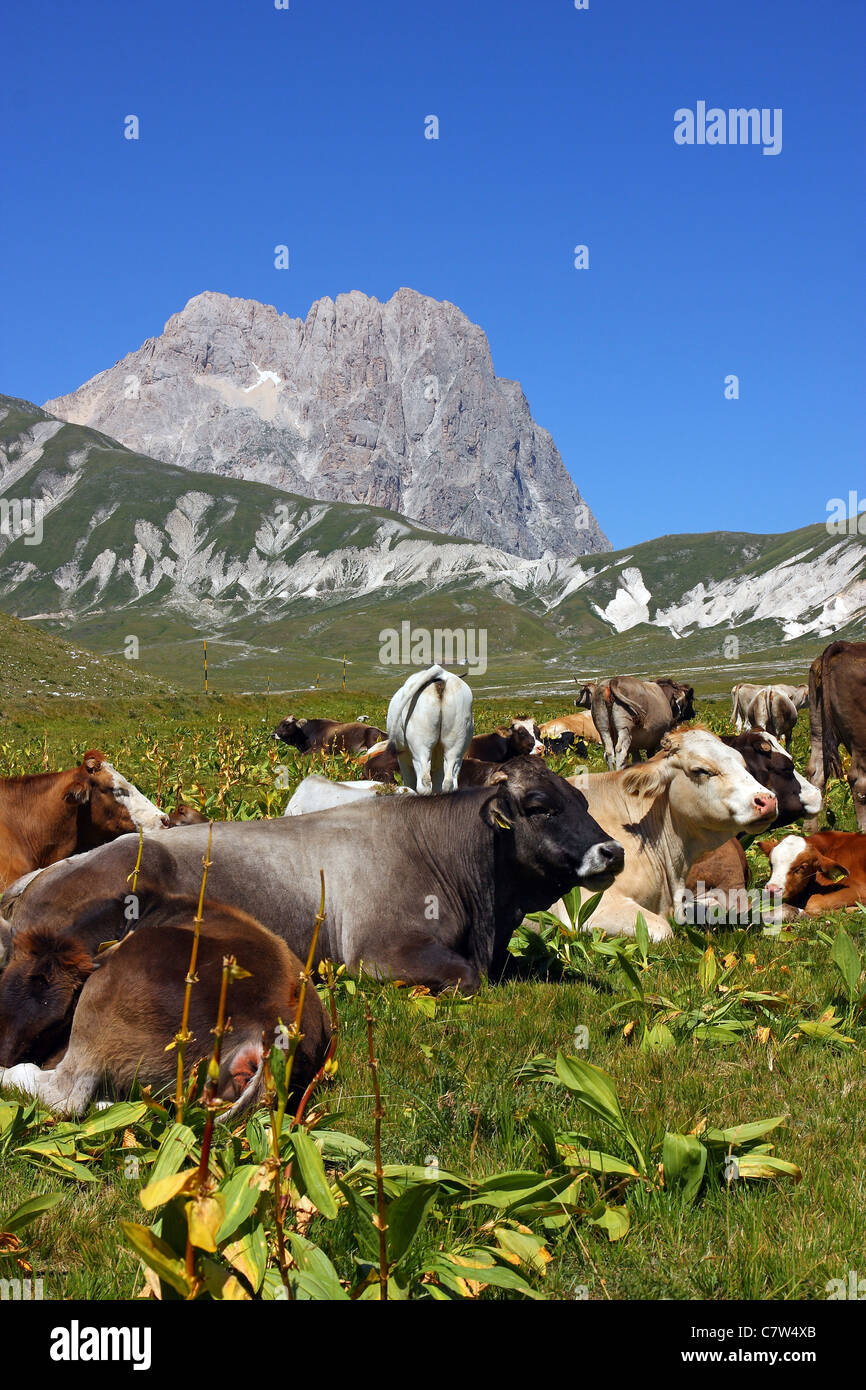 Italien, Abruzzen, Campo Imperatore Ebene. Im Hintergrund der Corno Grande montieren, Gran Sasso und Monti della Laga-Nationalpark Stockfoto