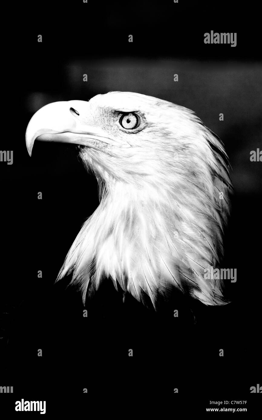 Schuss in den Kopf eines weiblichen Weißkopfseeadler Haliaeetus Leucocephalus schwarz und weiß Stockfoto