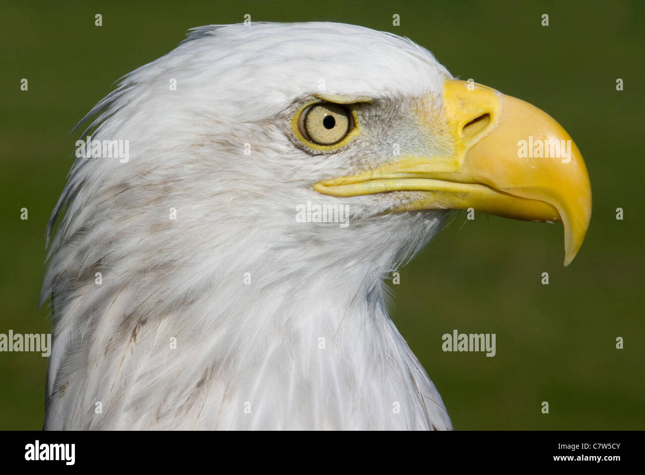 Schuss in den Kopf einer Frau kahle Adler Haliaeetus Leucocephalus Stockfoto