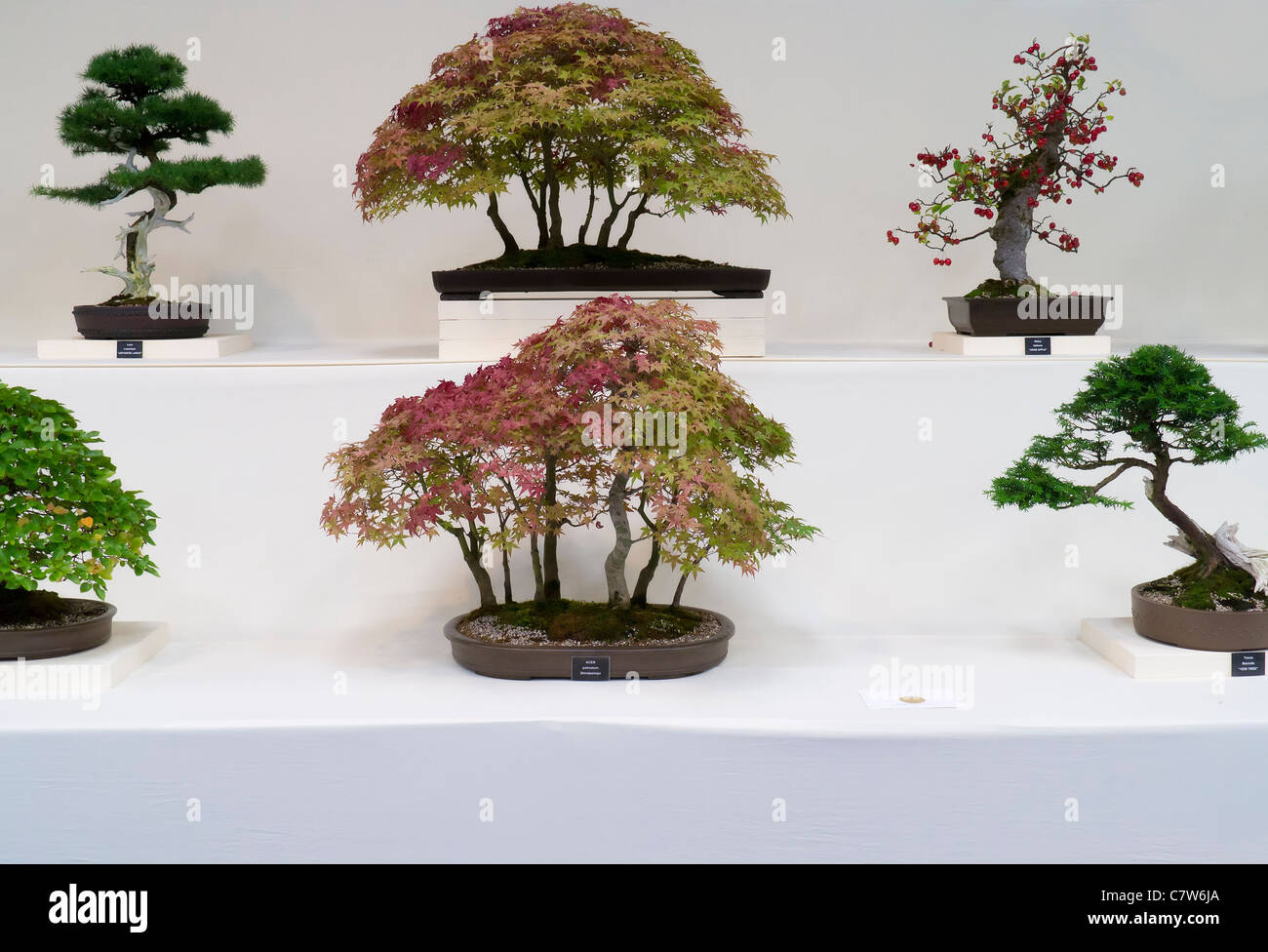 Malvern Herbst zeigen, England - Goldmedaille Bonsai display Stockfoto