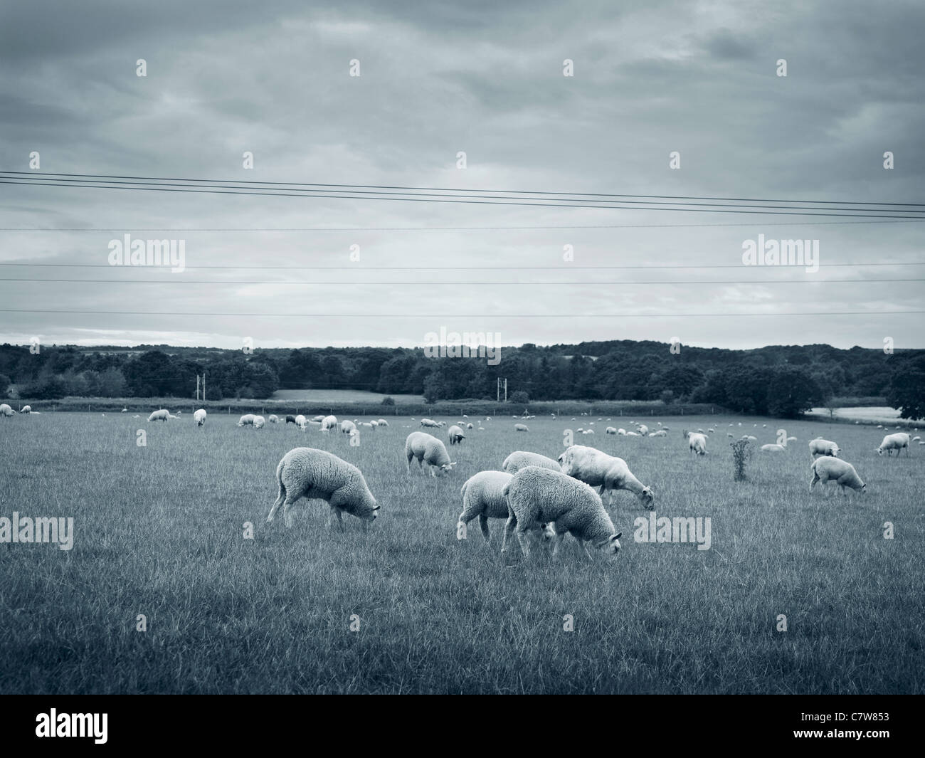 Schafbeweidung in Moulton Cheshire in einem Feld, schwarz / weiß blau getönten Landschaftsbild Stockfoto