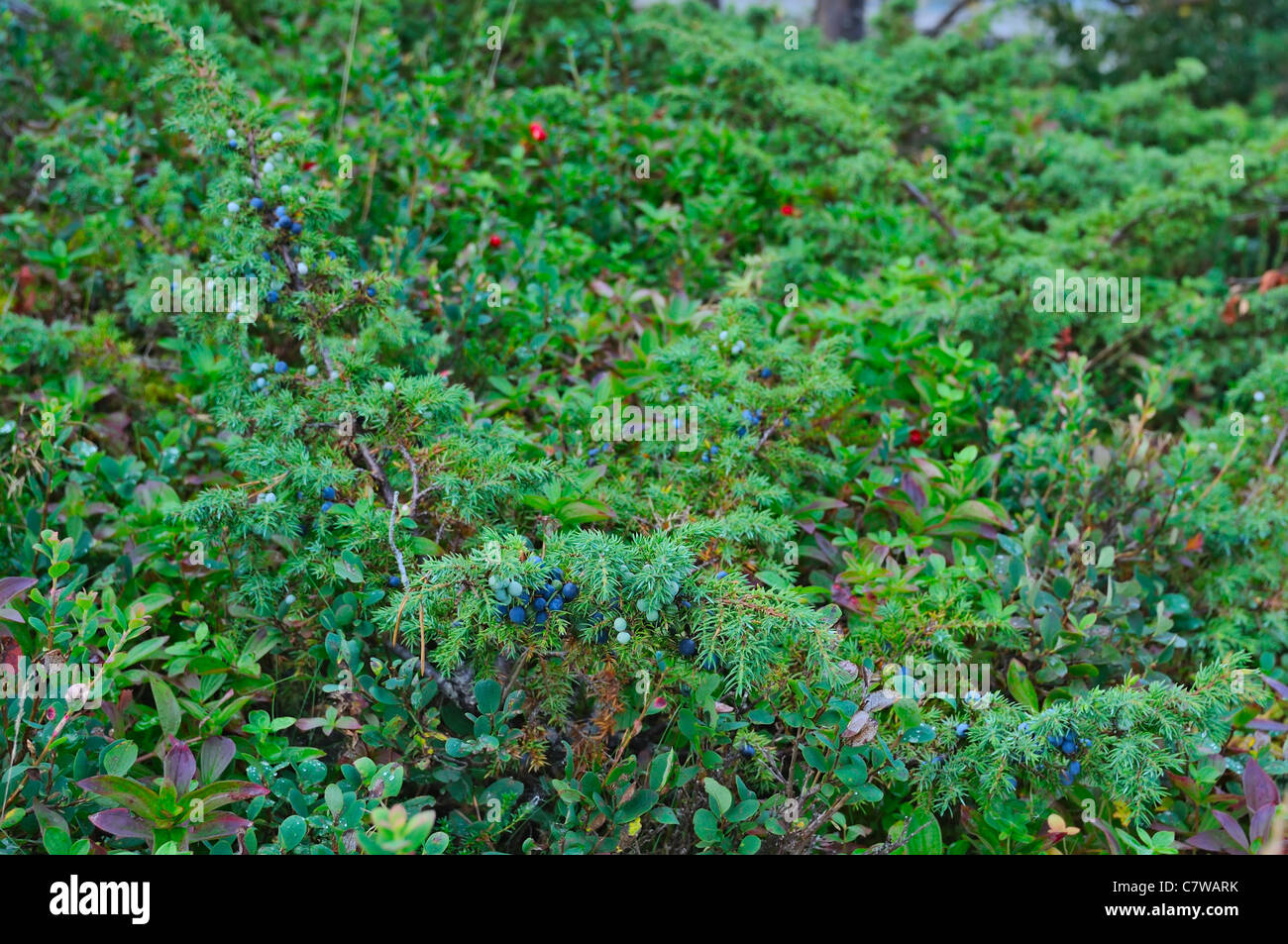 Heidelbeere wächst im nördlichen Teil von Norwegen Stockfoto