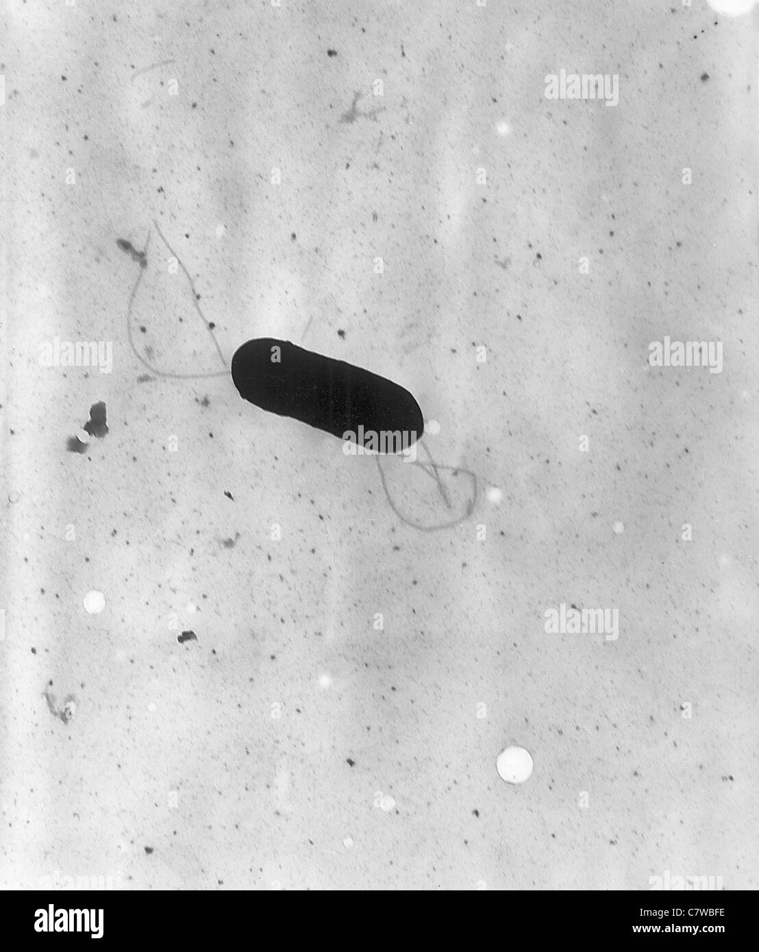 Elektron Schliffbild eines geißelbesetzten Listeria Monocytogenes Bakteriums, vergrößert 41, 250 X. Stockfoto