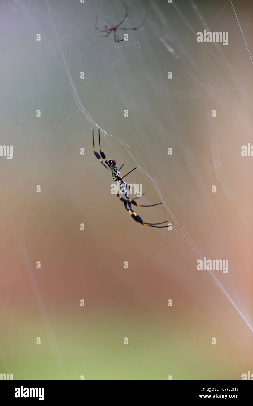 Golden Silk Spinne (Nephila Clavipes), Weibchen auf ein Web. Stockfoto