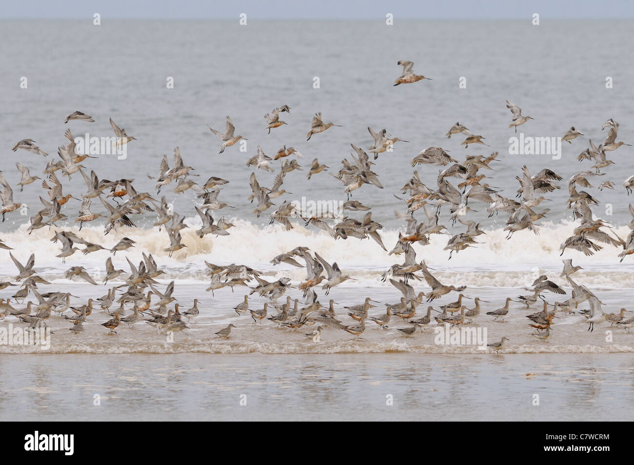 Herde von der gemischten Watvögel meist Bar-tailed Godwits, 'Limosa Lapponica', Norfolk, UK, September Stockfoto