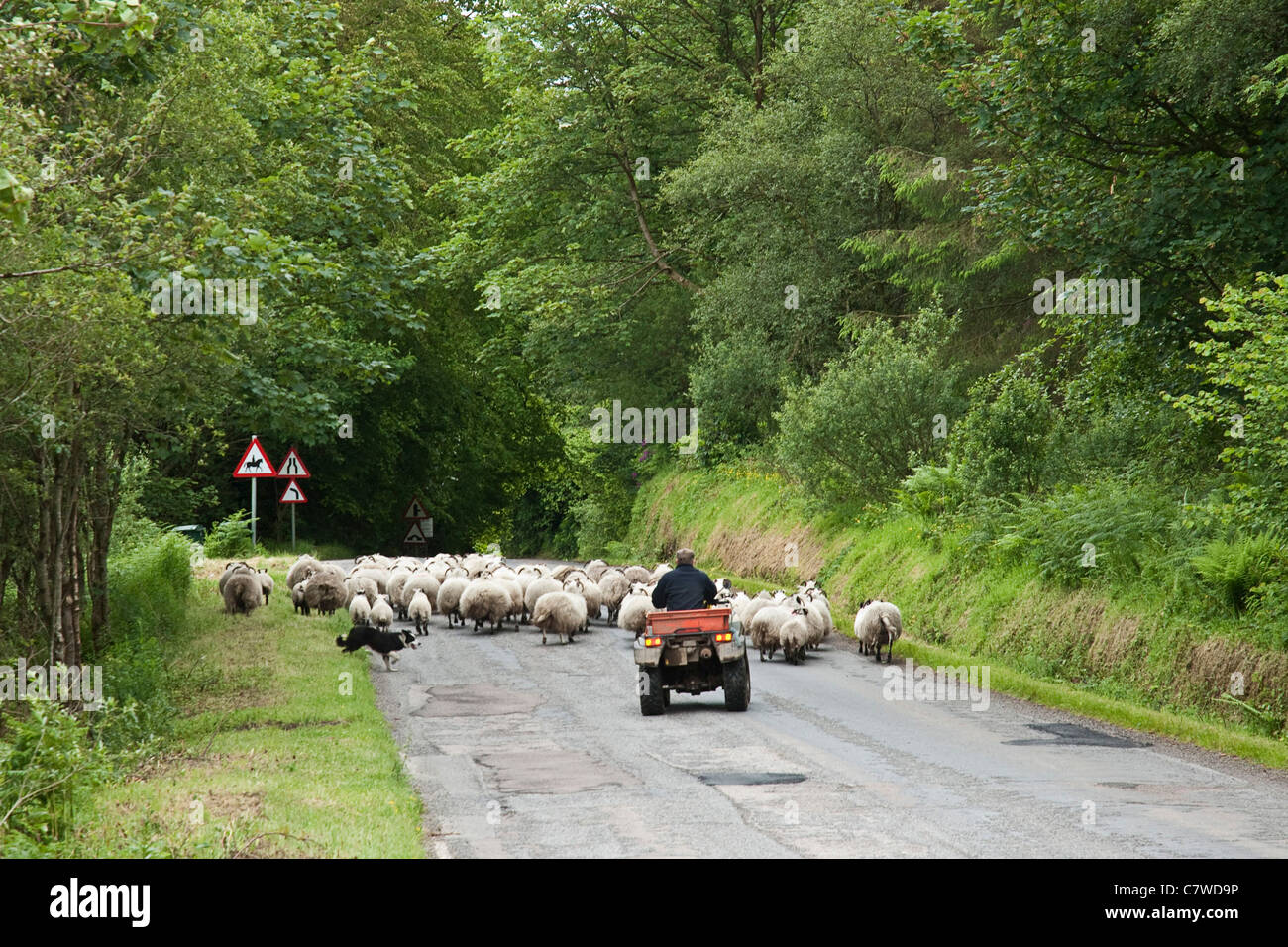 Hirte auf Quad-Bike fährt Schafe entlang einer Straße Stockfoto