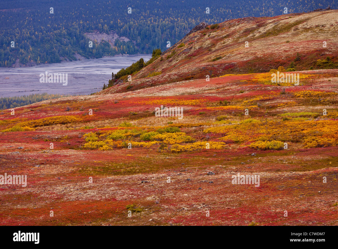DENALI STATE PARK, ALASKA, USA - Herbst Tundra auf Kesugi Grat. Stockfoto