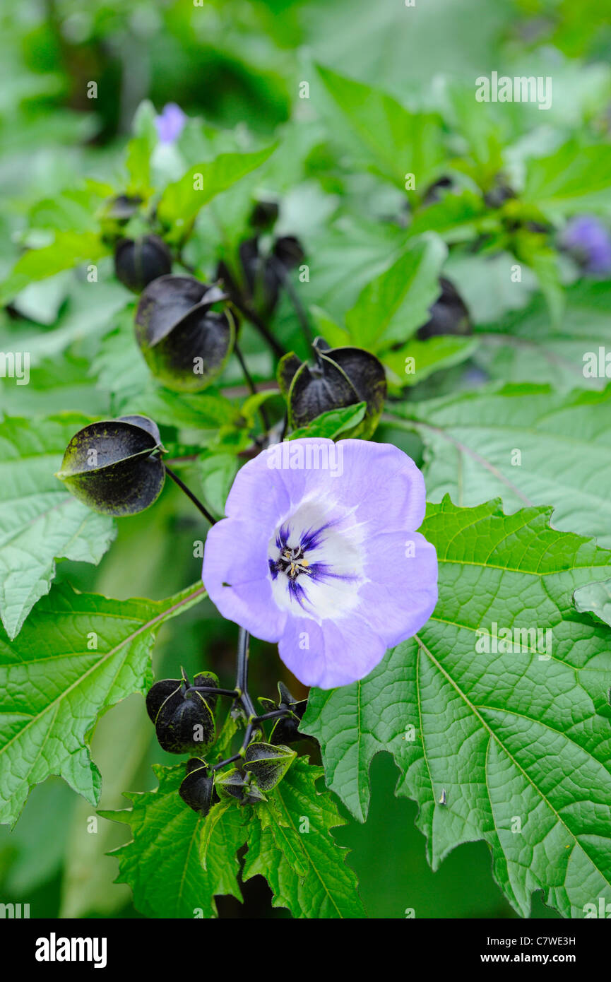 Nicandra Physalodes (Apfel von Peru, shoo Fly) soll Schädlinge abhalten, Gemüsekulturen, Norfolk, UK, September Stockfoto