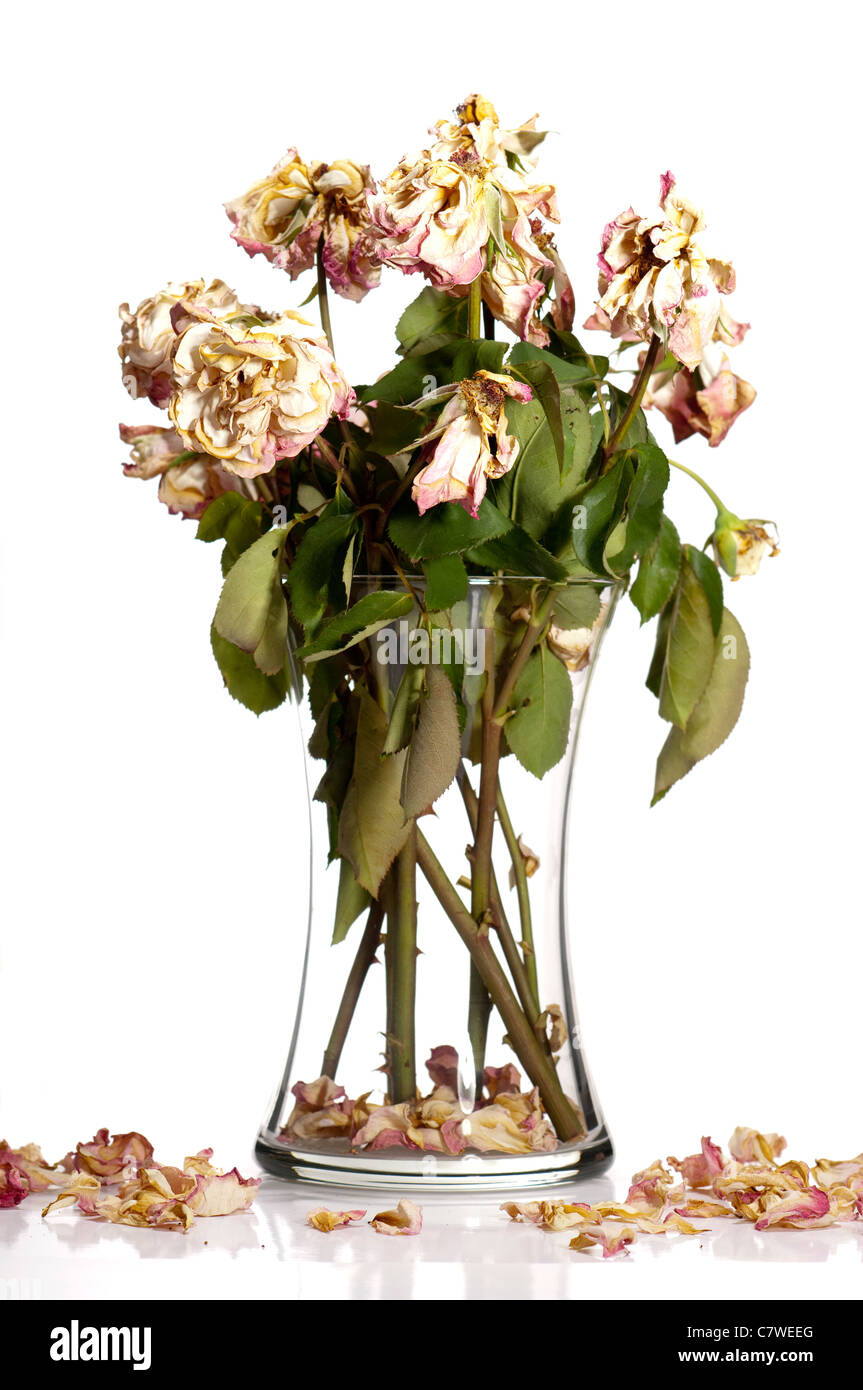 Verwelkten Rosenstrauß in Glas oder Kristall Vase. Stockfoto
