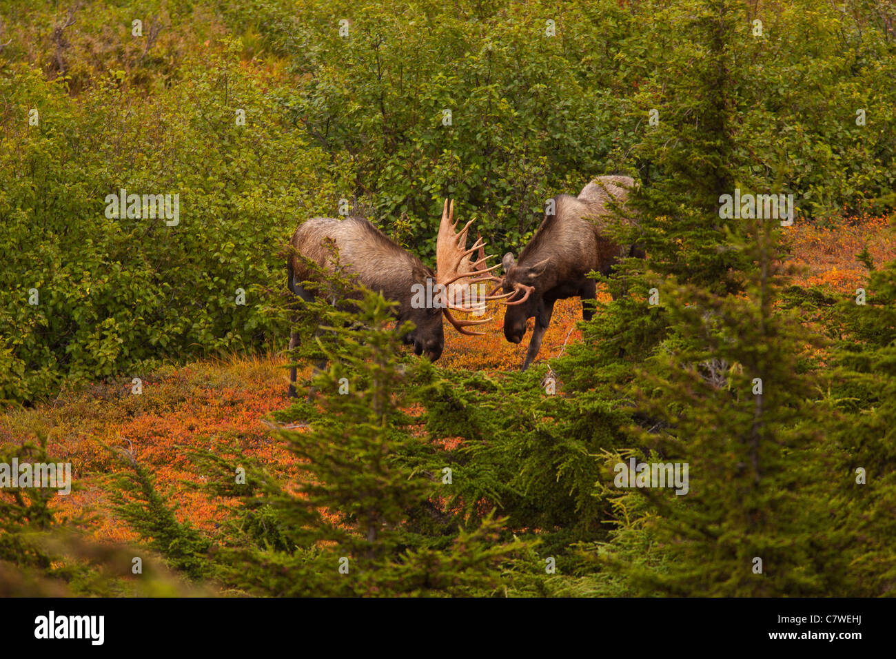 CHUGACH STATE PARK, ALASKA, USA - Bull Moose, Alces Alces. Stockfoto