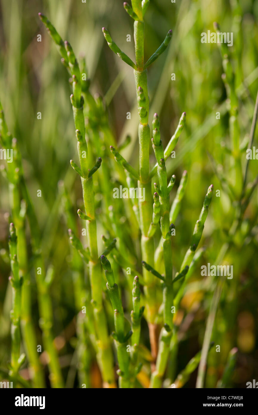 Norfolk Queller, essbare Pflanze, die in den Küstenregionen wächst Stockfoto