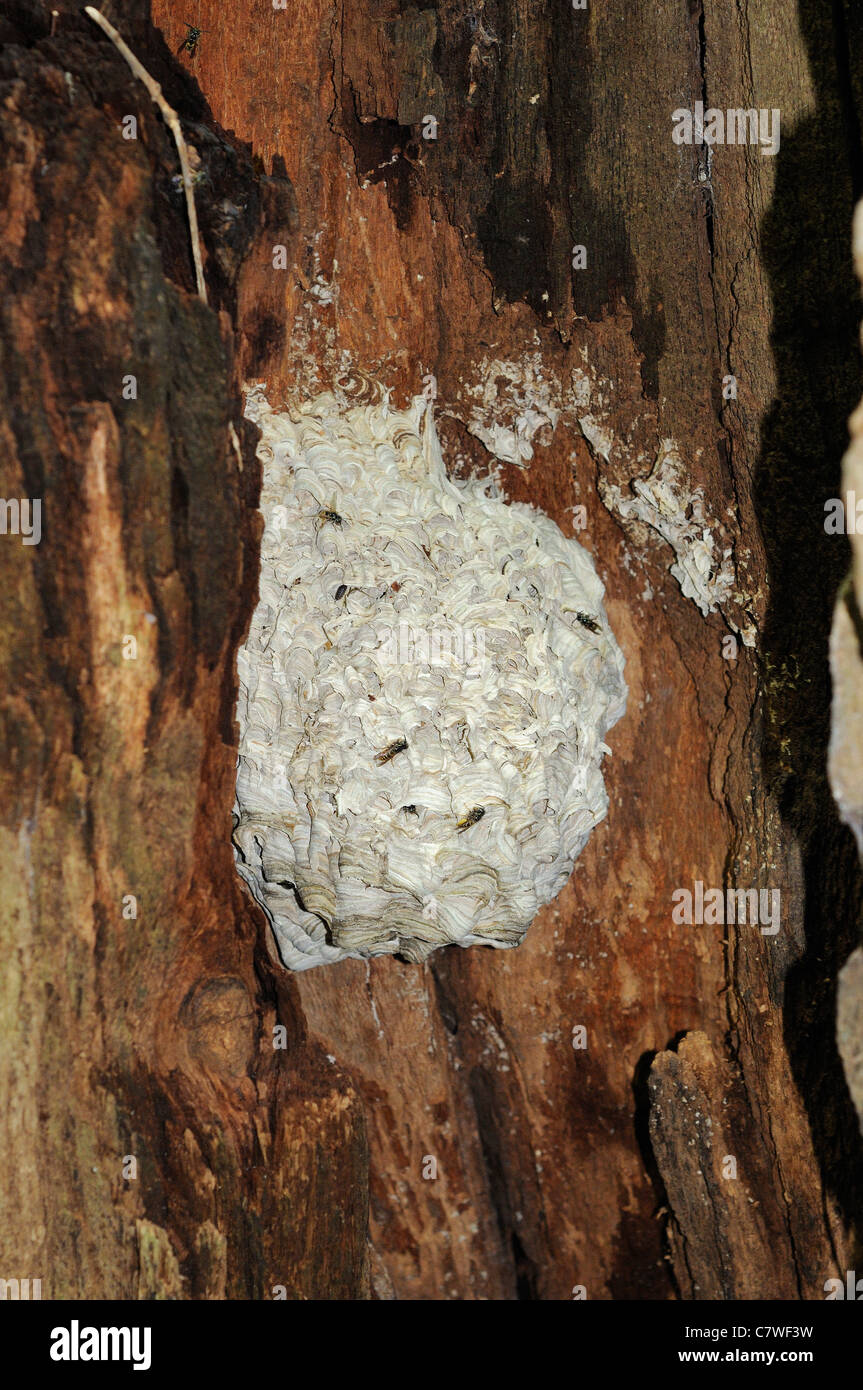 Gemeinsamen Wespennest, (Vespula Vulgaris) im hohlen Baum, Norfolk, UK, September Stockfoto