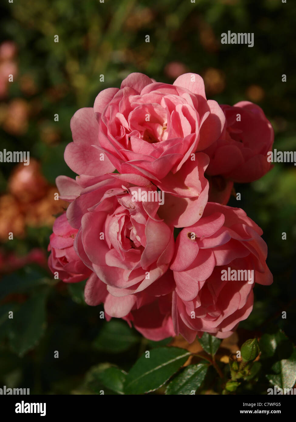 Ein Bündel von rosa Rosen gegen einen dunkelgrünen Hintergrund der Blätter, alle in der späten Nachmittagssonne. Stockfoto