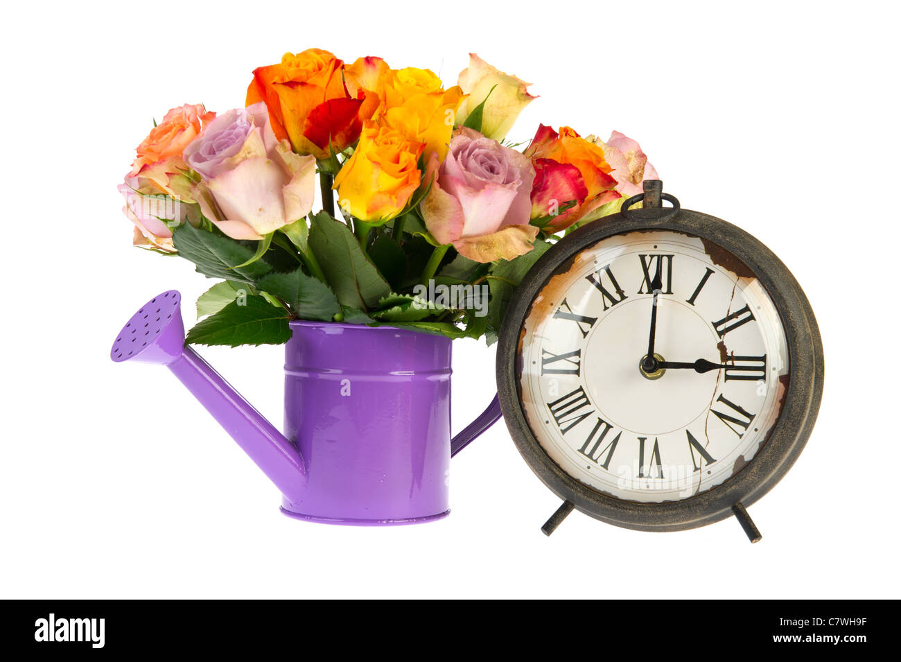 Strauß bunte Rosen in Gießkanne mit Vintage Uhr isoliert auf weißem Hintergrund Stockfoto