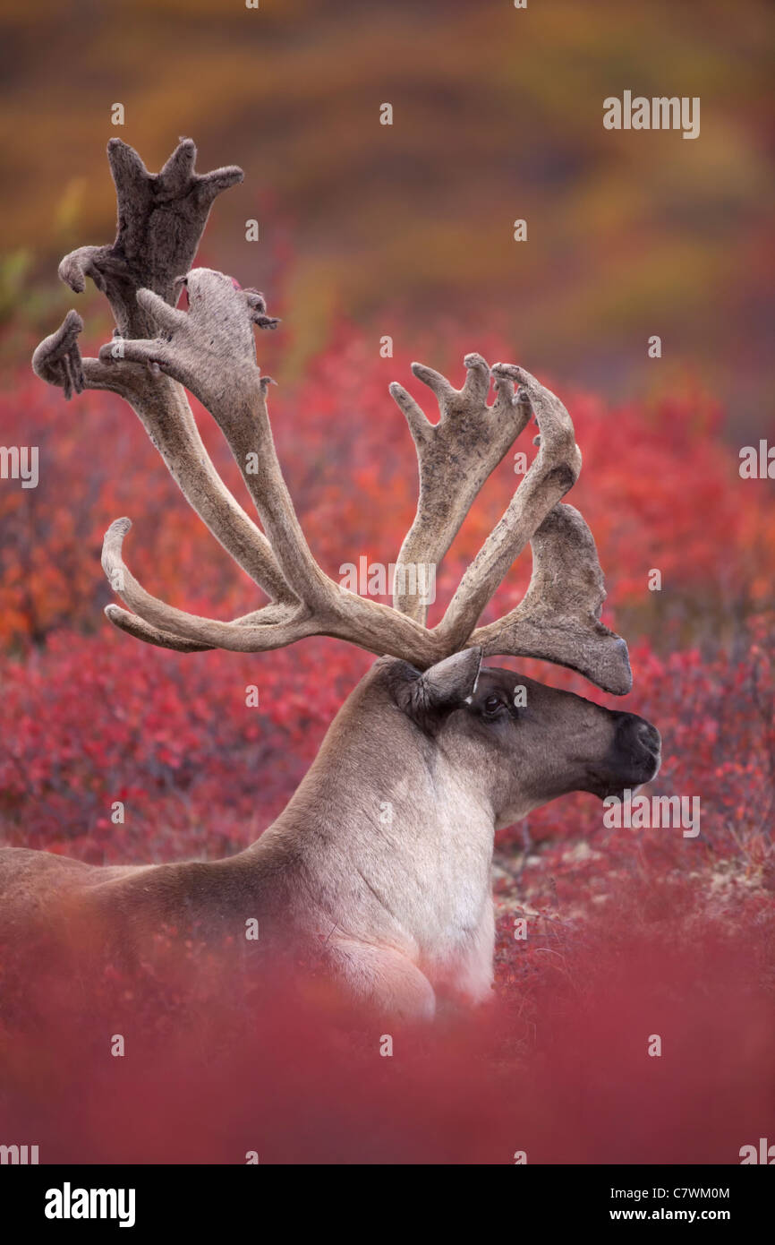 Bull Caribou, Denali-Nationalpark, Alaska. Stockfoto