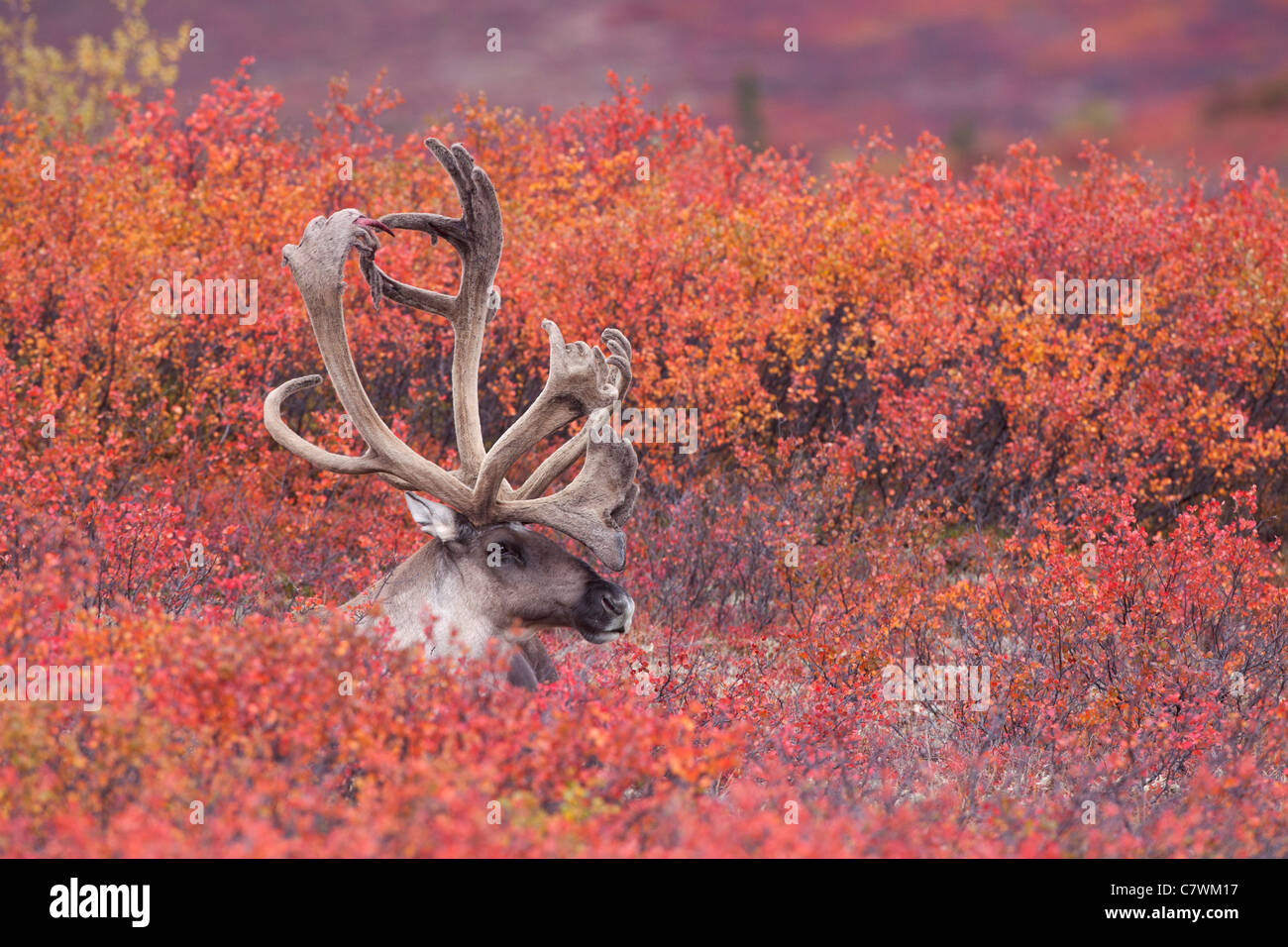 Bull Caribou, Denali-Nationalpark, Alaska. Stockfoto